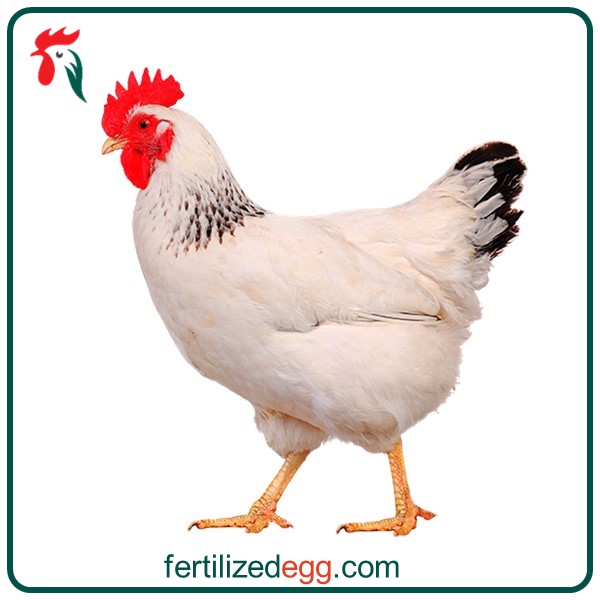 تخم نطفه دار مرغ